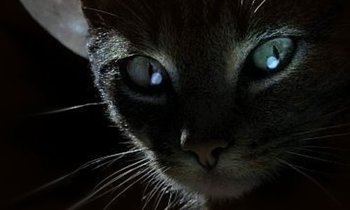 Сонник черный кот, кошка